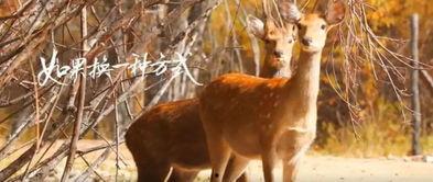 亲爱的小鹿,探寻友谊与成长的温馨之旅