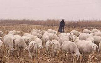 不要错过火车的羊,羊儿何去何从？