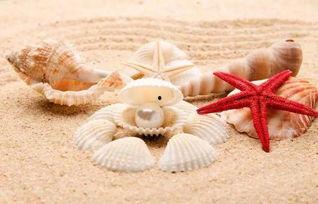 贝壳般的心,探索内心世界的奥秘